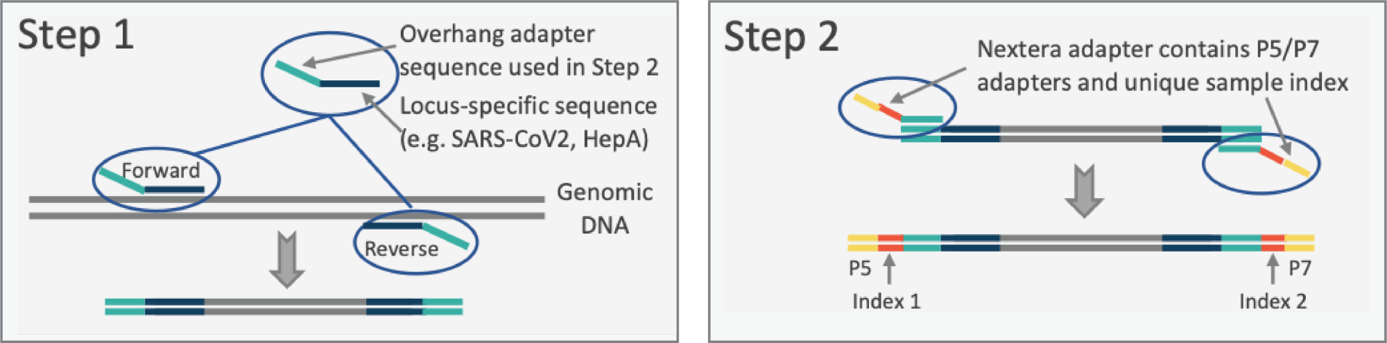 "Pathogenic Virus Amplification and Sequencing Protocol (PVASP)"